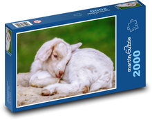 Koza - jahňa, mláďa Puzzle 2000 dielikov - 90 x 60 cm