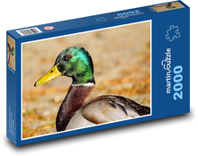 Divoká kachna - kačer, pták Puzzle 2000 dílků - 90 x 60 cm