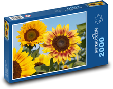 Slunečnice - okvětní lísty, květ Puzzle 2000 - 90x60 cm