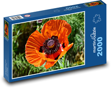 Vlčí mák - květ, rostlina Puzzle 2000 dílků - 90 x 60 cm
