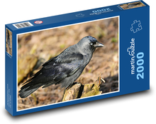 Kavka - bird, animal Puzzle 2000 pieces - 90 x 60 cm