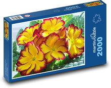 Primulka - papagáj, kvet Puzzle 2000 dielikov - 90 x 60 cm