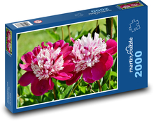 Pivoňka - květ, jaro Puzzle 2000 - 90x60 cm