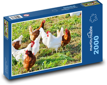 Chicken - chicken, poultry Puzzle 2000 pieces - 90 x 60 cm