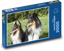 Shetland Shepherd - psy, zwierzęta domowe Puzzle 2000 elementów - 90x60 cm
