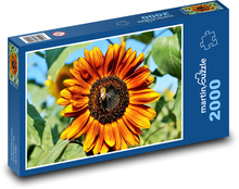 Slnečnica - kvet, rastlina Puzzle 2000 dielikov - 90 x 60 cm