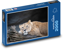 Lwica - duży kot, lew Puzzle 2000 elementów - 90x60 cm