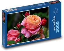 Róże - kwiat, roślina Puzzle 2000 elementów - 90x60 cm