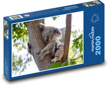 Koala - medvedík, zviera Puzzle 2000 dielikov - 90 x 60 cm