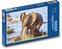 Slon africký - slůně, mládě Puzzle 2000 dílků - 90 x 60 cm