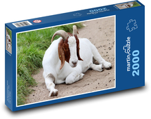 Domestic goat - horns, animal Puzzle 2000 pieces - 90 x 60 cm