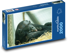 Šimpanz - opice, savec Puzzle 2000 dílků - 90 x 60 cm