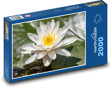 Kvitnúce lekno - rastlina, voda Puzzle 2000 dielikov - 90 x 60 cm