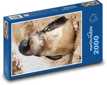 Pingwin - ptak, zwierzę Puzzle 2000 elementów - 90x60 cm