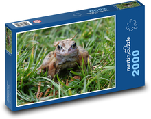 Żaba - płaz, natura Puzzle 2000 elementów - 90x60 cm