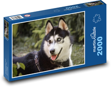 Husky - pes, domácí zvíře Puzzle 2000 dílků - 90 x 60 cm