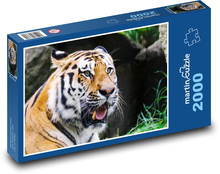 Tygrys - drapieżnik, zwierzę Puzzle 2000 elementów - 90x60 cm