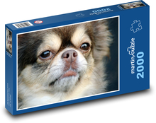 Chihuahua - pes, domáce zviera Puzzle 2000 dielikov - 90 x 60 cm