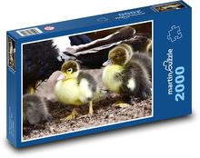 Divoké kachny - mláďata, ptactvo Puzzle 2000 dílků - 90 x 60 cm