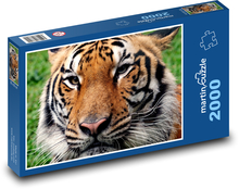 Bengálsky tiger - zviera, zoo Puzzle 2000 dielikov - 90 x 60 cm