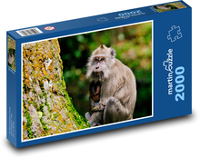 Opice s mládětem Puzzle 2000 dílků - 90 x 60 cm