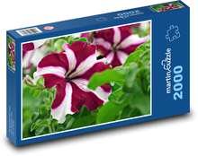 Petunia - kvety, záhrada Puzzle 2000 dielikov - 90 x 60 cm