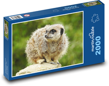 Surikata - zwierzę, ssak Puzzle 2000 elementów - 90x60 cm