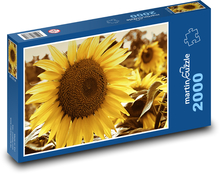 Slunečnice - květ, rostlina Puzzle 2000 dílků - 90 x 60 cm