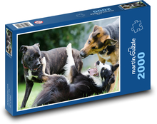 Border Collie - Playing Dogs, Animals Puzzle 2000 pieces - 90 x 60 cm