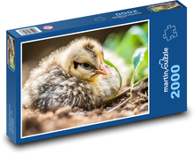 Vogel - Huhn, Jungtier Puzzle 2000 Teile - 90 x 60 cm