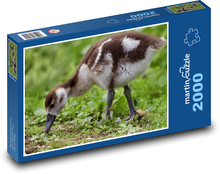 Egyptian goose - cub, house Puzzle 2000 pieces - 90 x 60 cm
