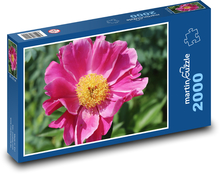 Ružová pivonka - ružový kvet, rastlina Puzzle 2000 dielikov - 90 x 60 cm
