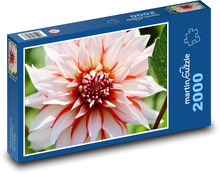 Dahlia - red, white Puzzle 2000 pieces - 90 x 60 cm