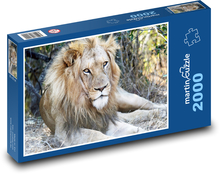 Lion - king of animals, safari Puzzle 2000 pieces - 90 x 60 cm