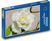 Weiße Rose - Blume, Pflanze Puzzle 2000 Teile - 90 x 60 cm
