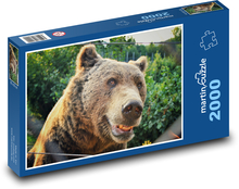 Medveď - zviera, zoo Puzzle 2000 dielikov - 90 x 60 cm