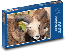 Ovce - zvíře, rohy Puzzle 2000 dílků - 90 x 60 cm