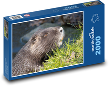 Nutrie - vodní zvíře, potok  Puzzle 2000 dílků - 90 x 60 cm