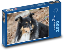 Trójkolorowy Shetland Shepherd - pies, rasa europejska Puzzle 2000 elementów - 90x60 cm