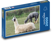 Lama - zvíře, pastvina Puzzle 2000 dílků - 90 x 60 cm