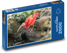 Roter Ibis - Vogel, Tier Puzzle 2000 Teile - 90 x 60 cm
