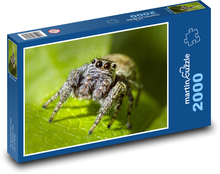 Pavouk - hmyz, zvíře Puzzle 2000 dílků - 90 x 60 cm