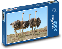 Ostriches - runners, animals Puzzle 2000 pieces - 90 x 60 cm