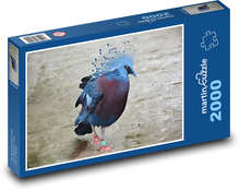 Pták - vějířový holub, zvíře Puzzle 2000 dílků - 90 x 60 cm