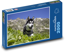 Husky syberyjski - pies, zwierzątko domowe Puzzle 2000 elementów - 90x60 cm