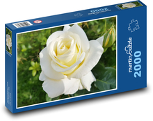 Bílá růže - květina, zahrada Puzzle 2000 dílků - 90 x 60 cm