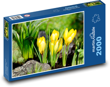 Krokusse - Frühlingsblumen, gelbe Blüten Puzzle 2000 Teile - 90 x 60 cm