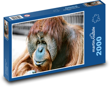Opica - orangutan, zviera Puzzle 2000 dielikov - 90 x 60 cm