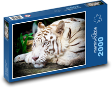 Tiger - Albino, Großkatze Puzzle 2000 Teile - 90 x 60 cm