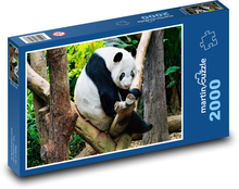 Panda - zvíře, zoo Puzzle 2000 dílků - 90 x 60 cm